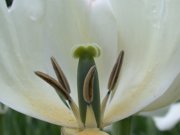 Single tulip at the Canadian Tulip Festival